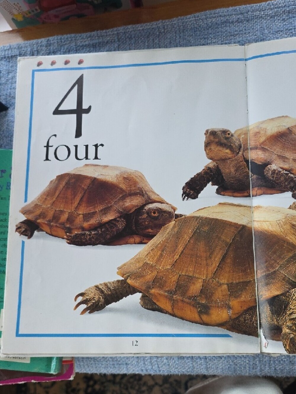 The Lifesize Animal Counting Book - White & Yellow Cover - Picture 3 of 3